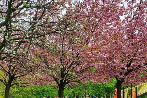 Obchody Dnia Ziemi w SP 3