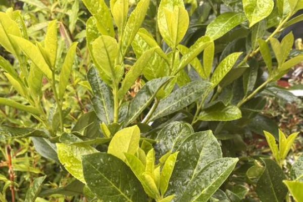 Nowe rośliny ozdobne