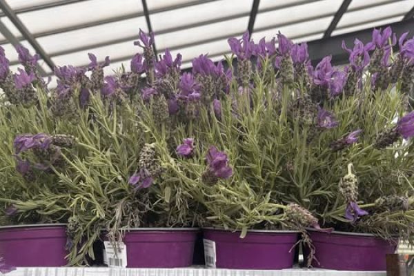 Nowe rośliny ozdobne