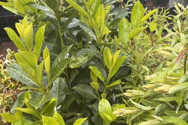 Nowe rośliny ozdobne