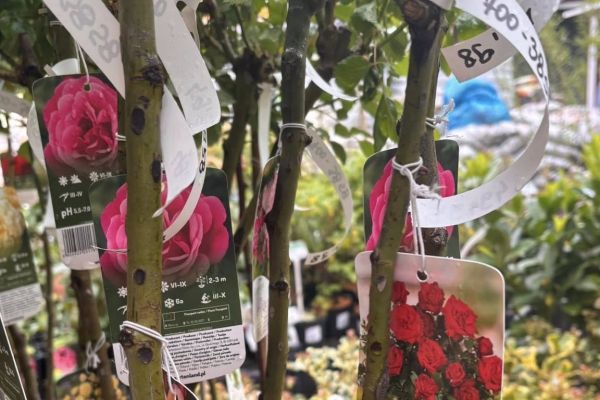 Nowe rośliny ozdobne