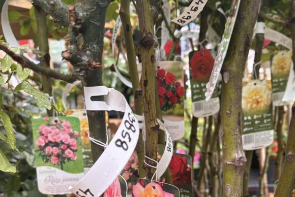 Nowe rośliny ozdobne