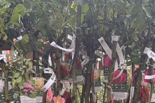 Nowe rośliny ozdobne