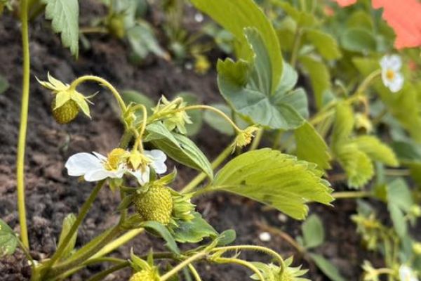 Z naszego szkolnego ogródka