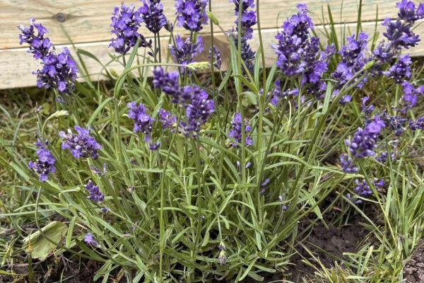 Nowe oblicze szkolnego ogrodu