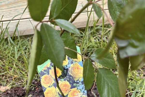 Nowe oblicze szkolnego ogrodu