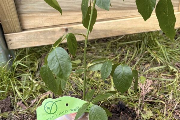 Nowe oblicze szkolnego ogrodu