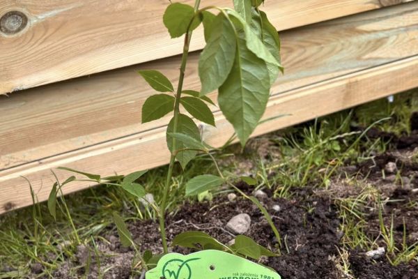 Nowe oblicze szkolnego ogrodu