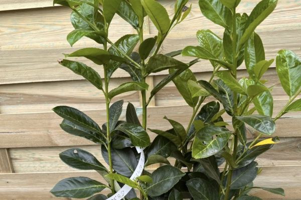 Nowe oblicze szkolnego ogrodu