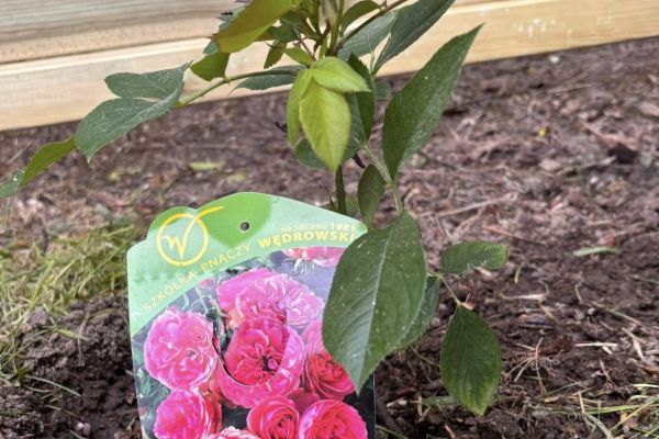 Nowe oblicze szkolnego ogrodu