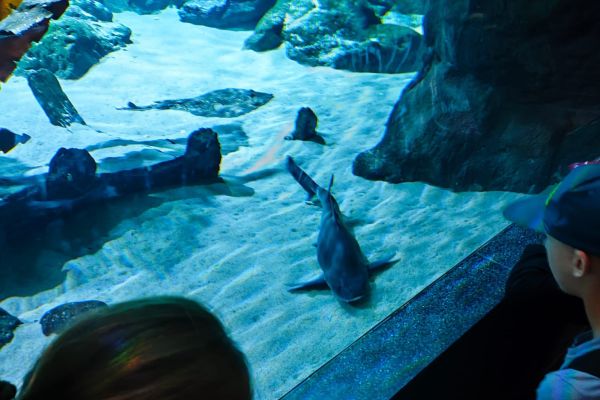 5d i 6a na wycieczce w Gdyni