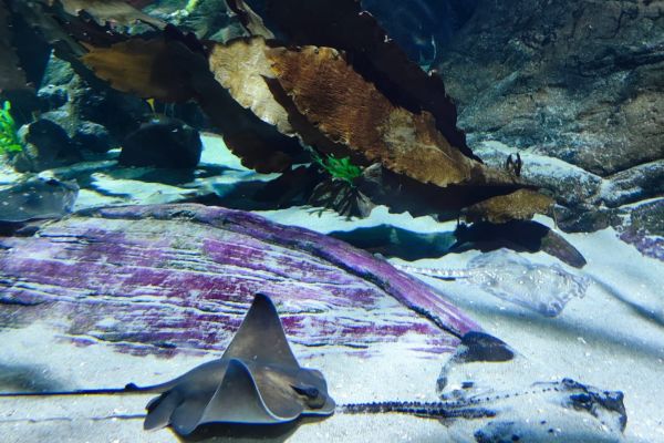 5d i 6a na wycieczce w Gdyni