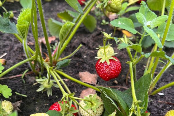 Zajęcia plastyczne w ogrodzie z EKOArt Team