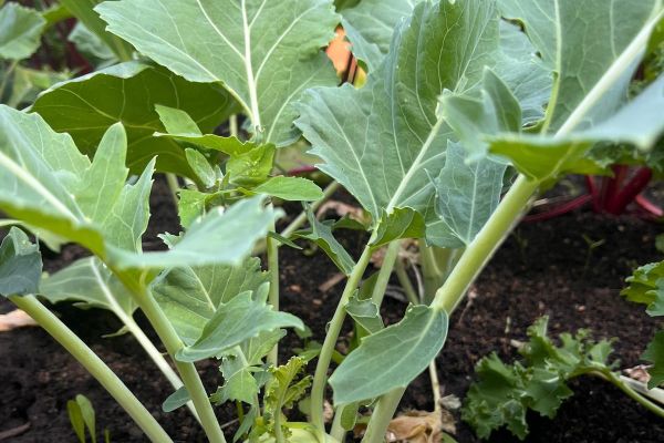 Zajęcia plastyczne w ogrodzie z EKOArt Team