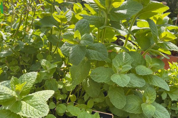 Zajęcia plastyczne w ogrodzie z EKOArt Team