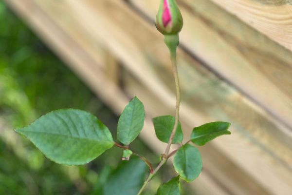 Zajęcia plastyczne w ogrodzie z EKOArt Team