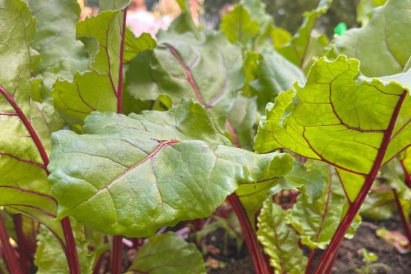 Zajęcia plastyczne w ogrodzie z EKOArt Team